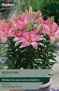 Lily Rozalynn 12-14 P/P