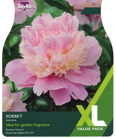 Paeonia Sorbet I XL