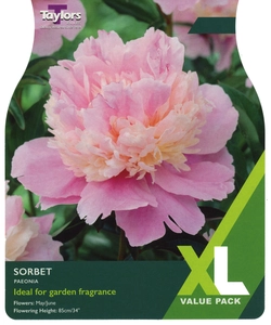 Paeonia Sorbet I XL