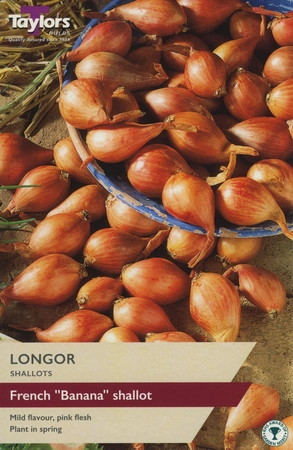 Shallot Longor 15-35 P/P