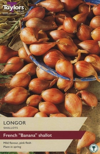 Shallot Longor 15-35 P/P