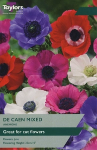 Anemone De Caen Mixed 4-5 P/P