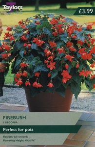 BEGONIA FIREBUSH EXOTIC 5-6 P/P