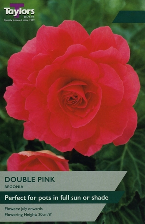Begonia Pink Double 5-6 P/P