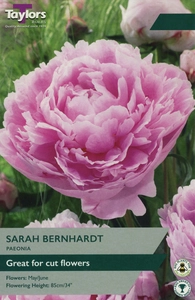 Paeonia Sarah Bernhardt 2-3 Eyes P/P