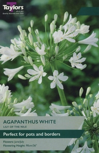 AGAPANTHUS WHITE 1-2 EYES P/P