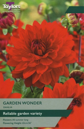 Dahlia Garden Wonder I P/P