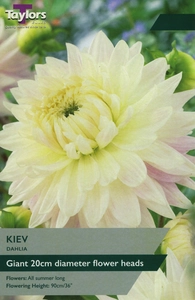 Dahlia Kiev I P/P