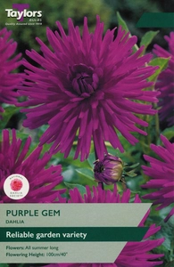 Dahlia Purple Gem I P/P