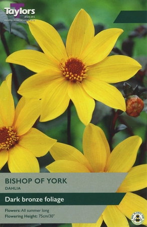 DAHLIA BISHOP OF YORK I P/P