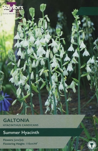 Galtonia 14+ P/P