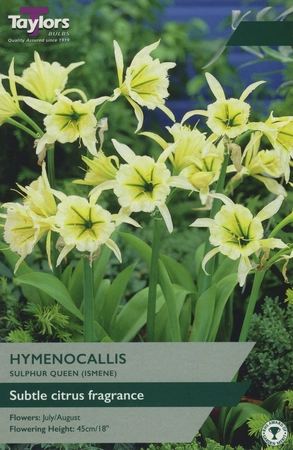 Hymenocallis Sulphur Queen 12-14 P/P