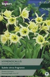 Hymenocallis Sulphur Queen 12-14 P/P