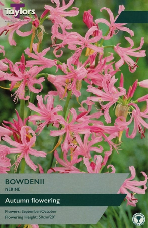 Nerine Bowdenii 12-14 P/P