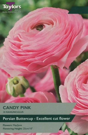 Ranunculus Candy Pink 5-6 P/P