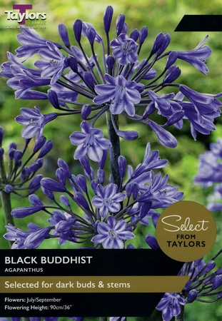 Black Buddhist I Sse