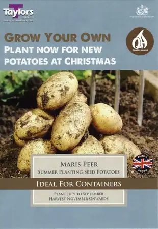Potato Maris Peer 30-55 P/P