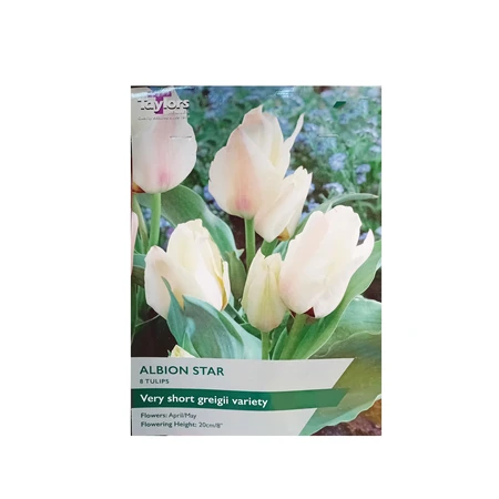 Tulip Albion Star 10-11 P/P