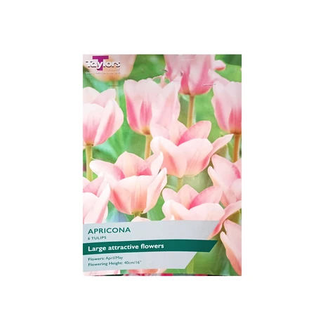 Tulip Apricona 11-12 P/P