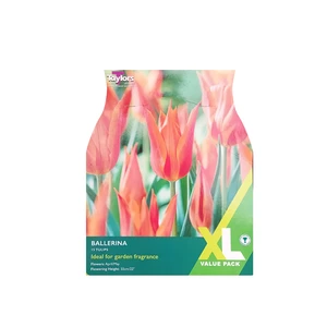 Tulip Ballerina 10-11 XL