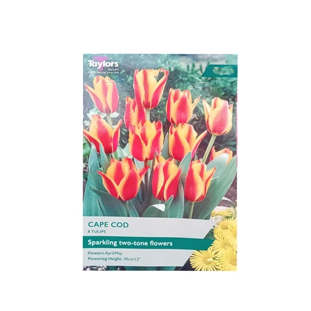 Tulip Cape Cod 10-11 P/P