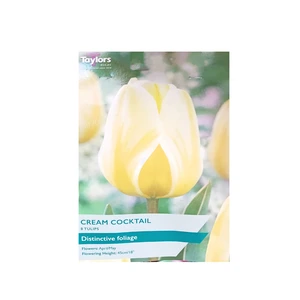 Tulip Cream Cocktail 11-12 P/P