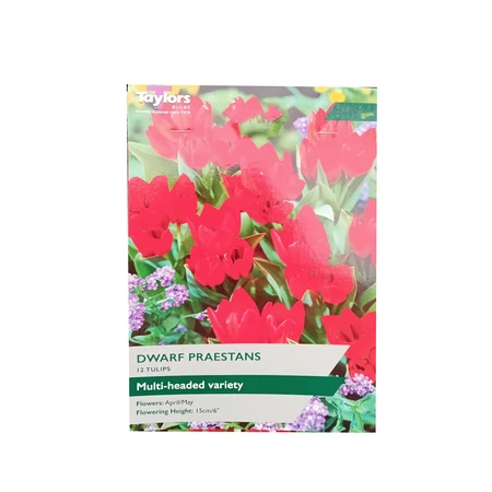 Tulip Dwarf Praestans 8+ P/P - image 1