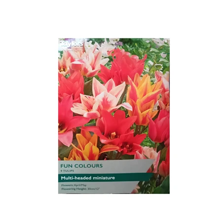 Tulip Fun Colours 10-11 P/P