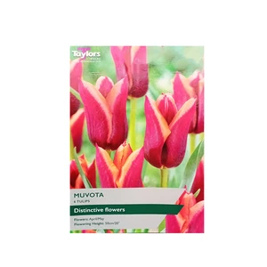 Tulip Slawa 11-12 P/P