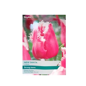 Tulip New Santa 11-12 P/P