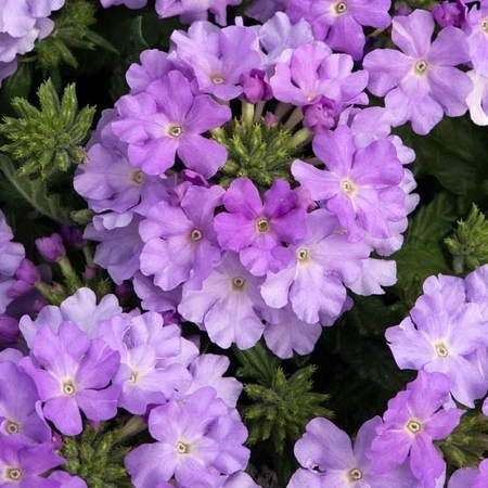 Verbena Showboat Lavender 10.5cm