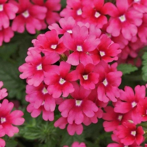 Verbena Showboat Magenta 10.5cm