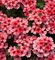 Verbena Showboat Mango Orng 10.5cm