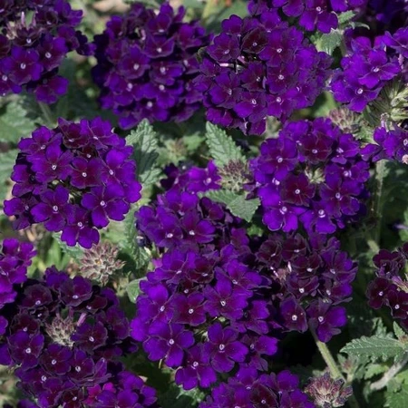 Verbena Showboat Midnight 10.5cm