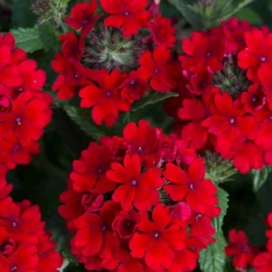 Verbena Showboat Dark Red 10.5cm