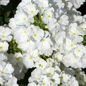 Verbena Showboat White 10.5cm