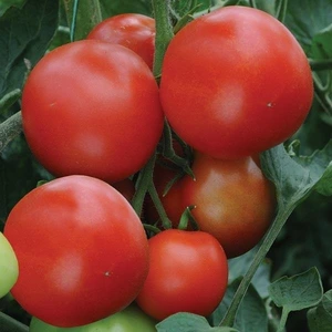 Tomato Alicante 10.5cm.