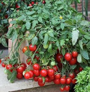 Tomato Cherry Falls 10.5cm