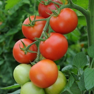 Tomato Moneymaker 10.5cm