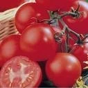Tomato Shirley 10.5cm