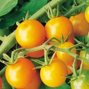 Tomato Sungold Supersweet 10.5cm
