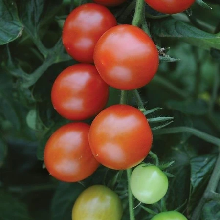 Tomato Sweet Million 10.5cm