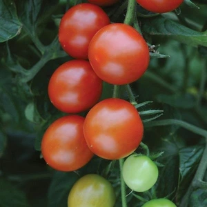 Tomato Sweet Million 10.5cm