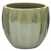 Sugar Egg Green Pot 37Cm